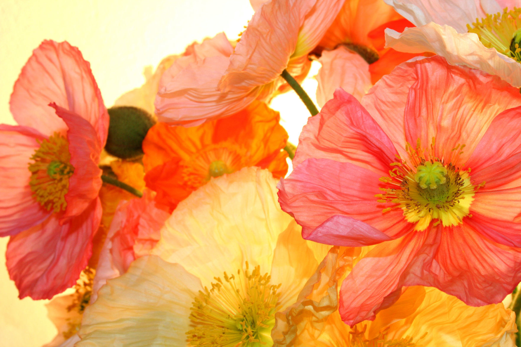poppy flower